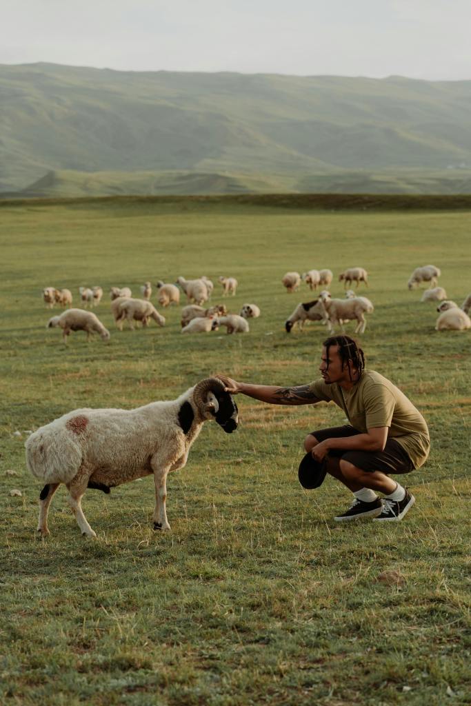 person petting a sheep in a green field