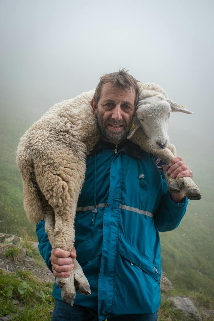 Sheep nutritionist holding a sheep