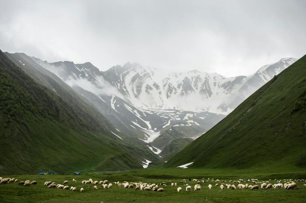 Sheep on green field between two large green mountains with snow covered mountains in the background