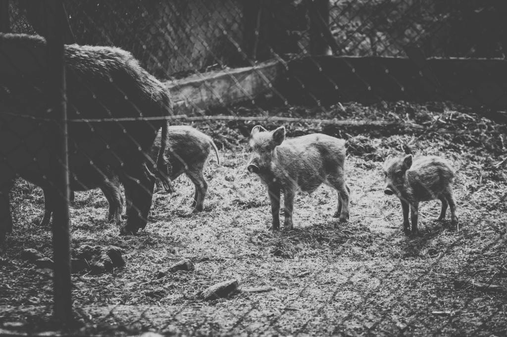 vintage black and white picture of a boar and little swine behind a fence