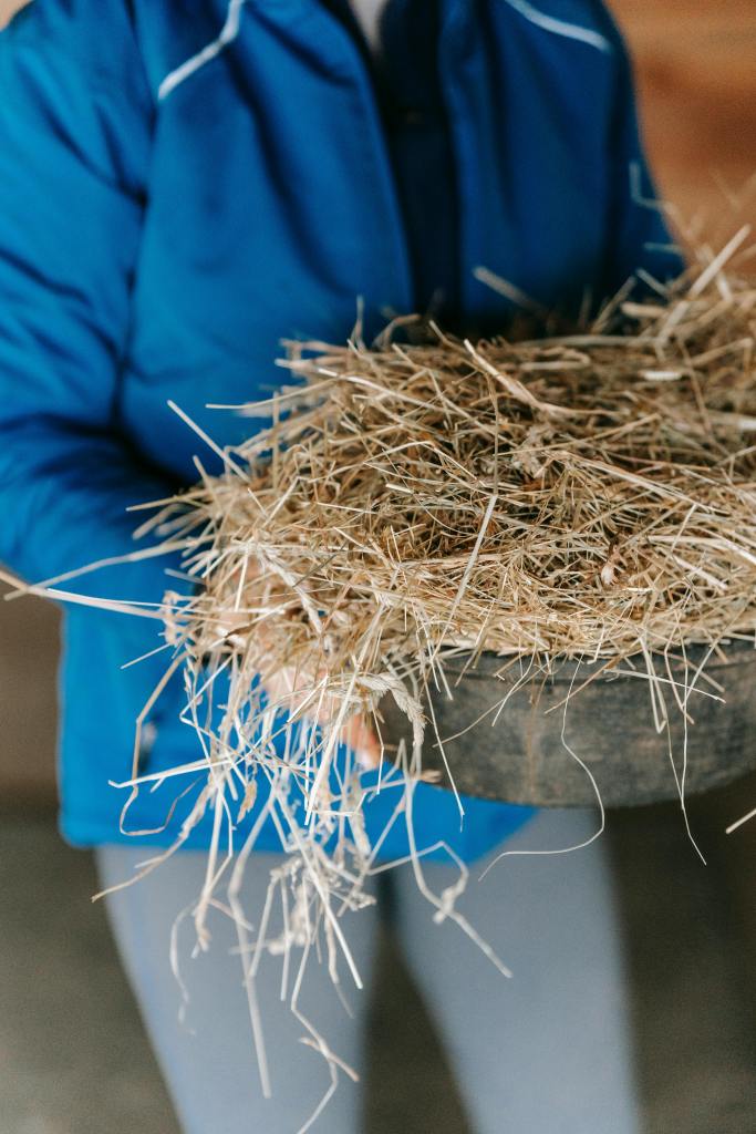 A person wearing a blue jacket is holding a shallow, dark, wooden container filled with dry, brown hay or straw, presumably to be used for feed