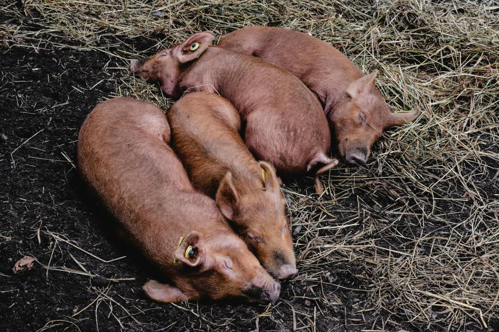 Four brown piglets with yellow ear tags are lying close together, sleeping on a bed of hay and dark dirt.