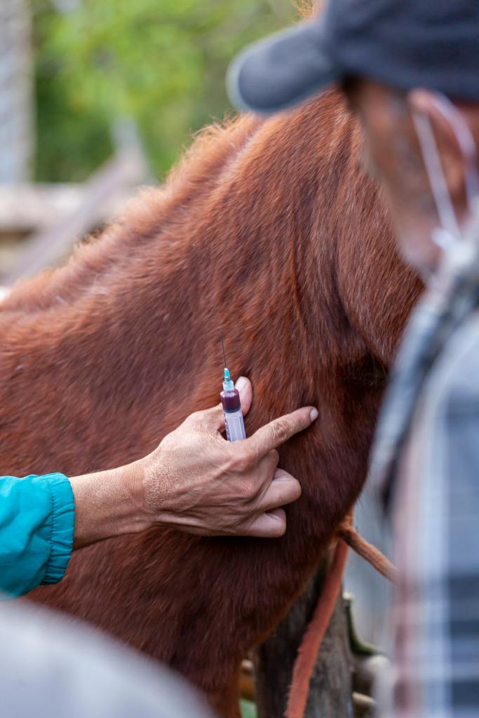 veterinarian holding a horse with a needle in his hand near the horse's mane