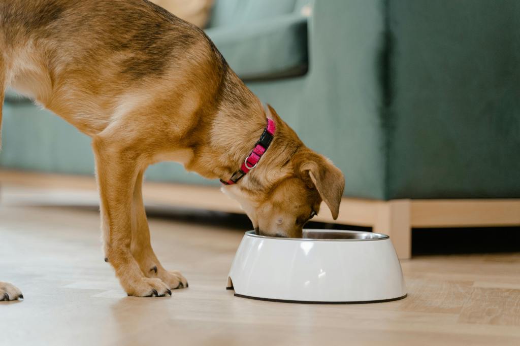 a dog with a pink collar eating from a white bowl