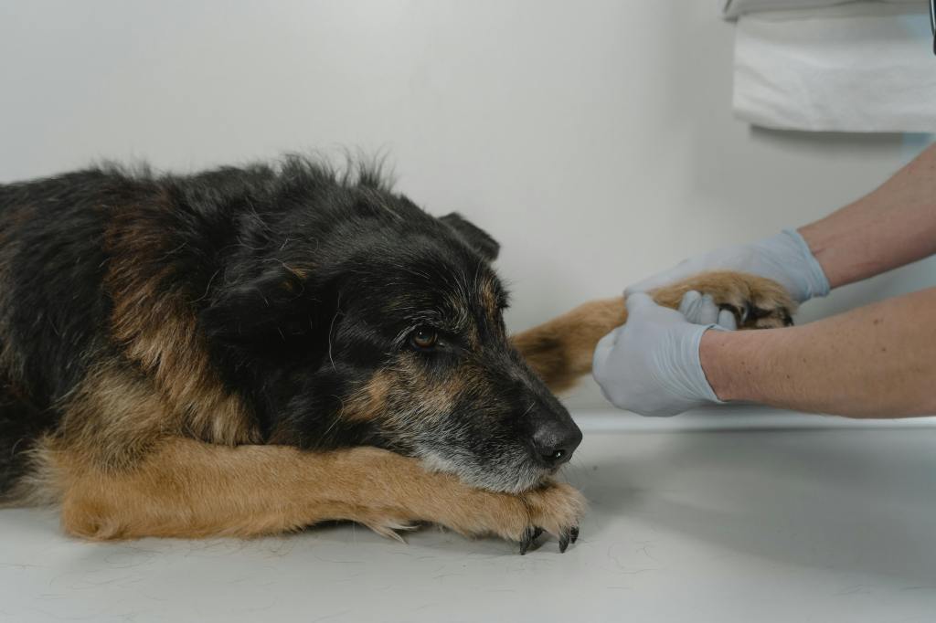 veterinarian holding an old dog's paw