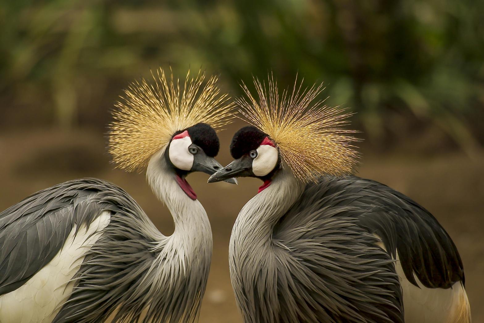 Couple Crown Crane Birds facing each others