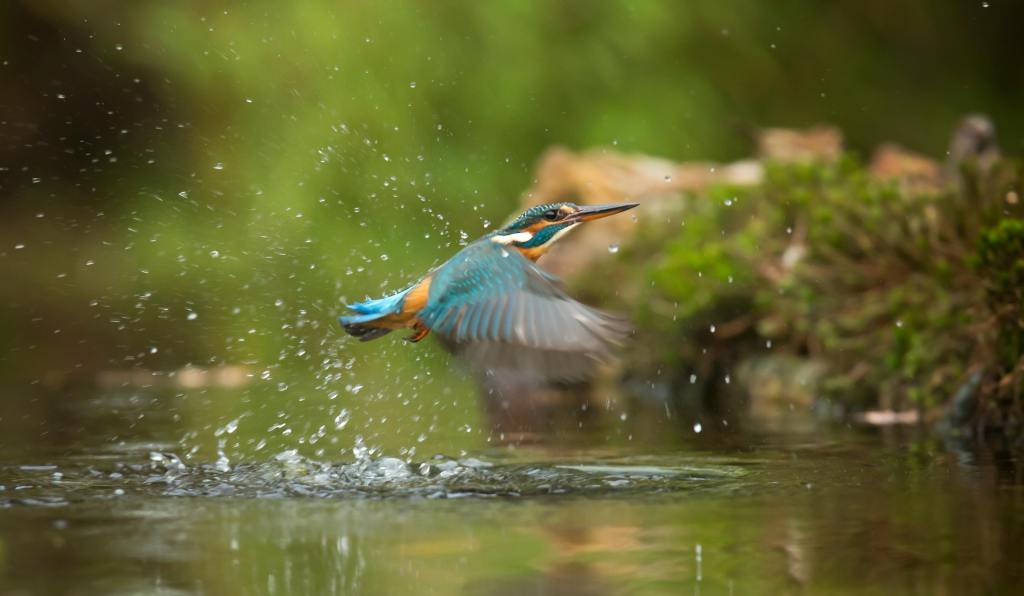 a common kingfisher in motion, flying low over water with a splash, likely during a hunting dive or emergence. The bird has a stocky body, a large head, and a long, sharp bill. Its plumage is a striking combination of iridescent blue upperparts and bright orange underparts. Water droplets are suspended in the air around the bird, highlighting the speed of its movement