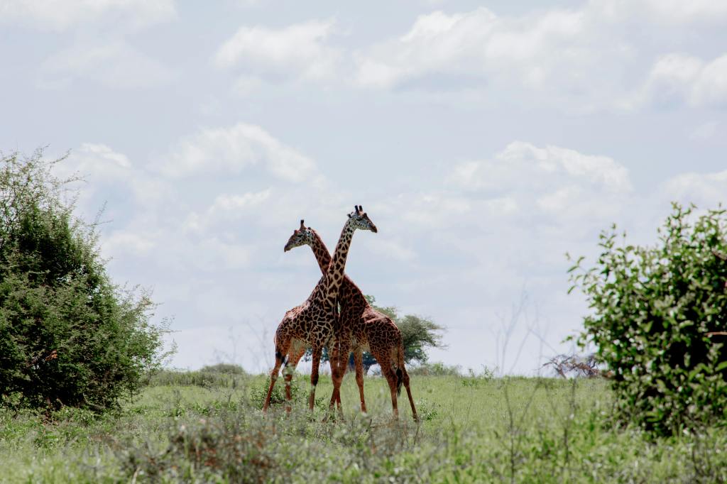 Two Giraffes crossing necks in wild