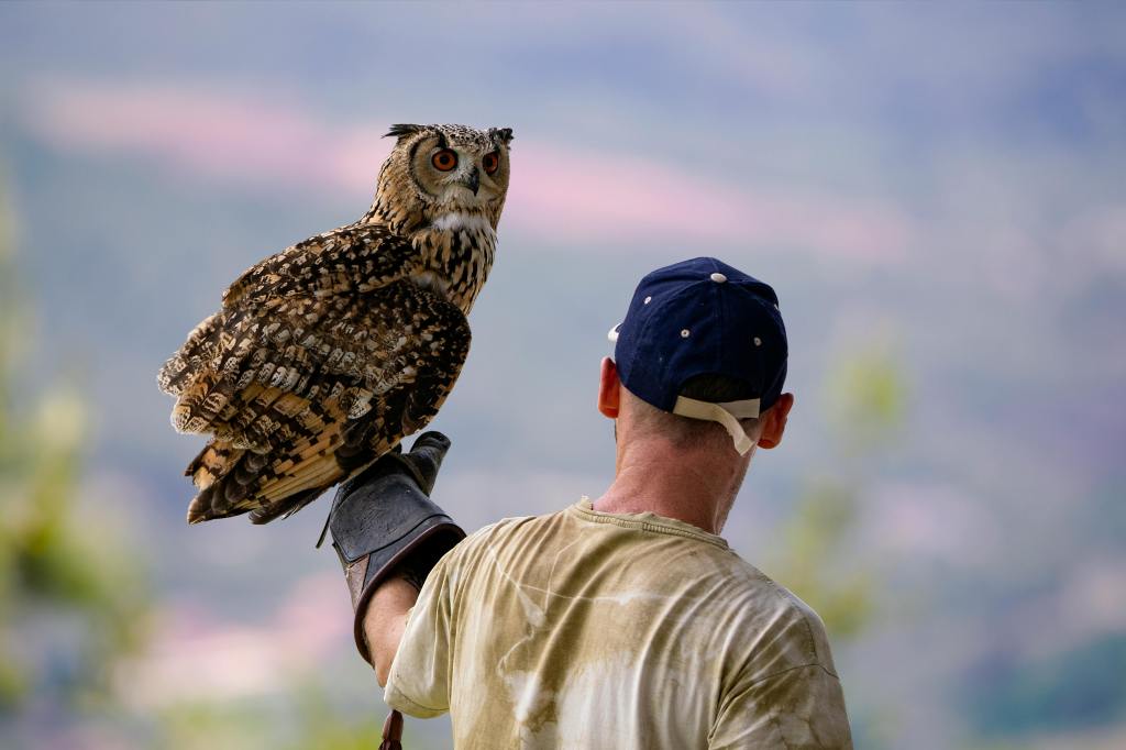 wildlife zoologist with an Owl perched on his outstretched arm wearing a safety glove/arm guard