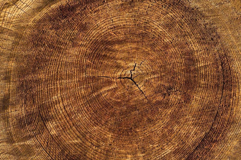  a detailed, close-up photograph of the cross-section of a tree trunk, showcasing the intricate natural patterns and texture of the wood. 