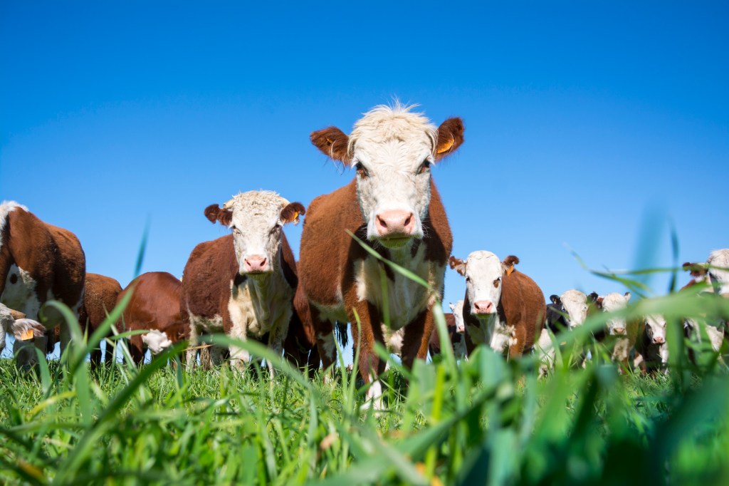 A herd of Hereford cattle stands in a grassy pasture, looking directly at the camera from a low-angle perspective under a bright blue sky.