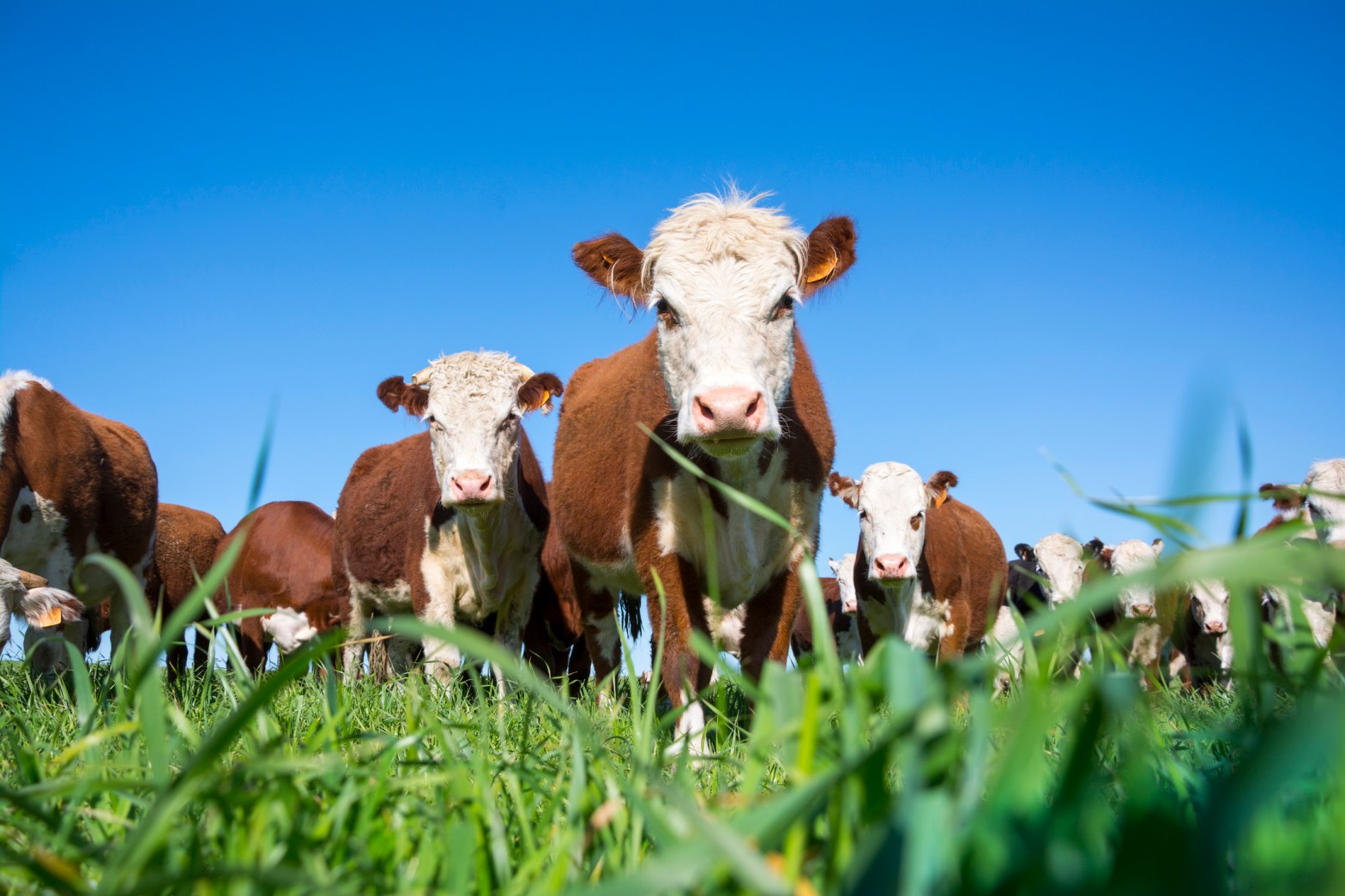 A herd of Hereford cattle stands in a grassy pasture, looking directly at the camera from a low-angle perspective under a bright blue sky.