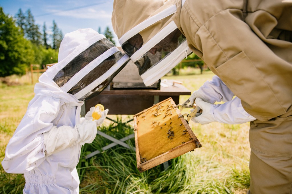 A child and an adult in full beekeeping suits examine a honeycomb frame covered with bees outdoors on a sunny day, standing beside a beehive in a grassy area.