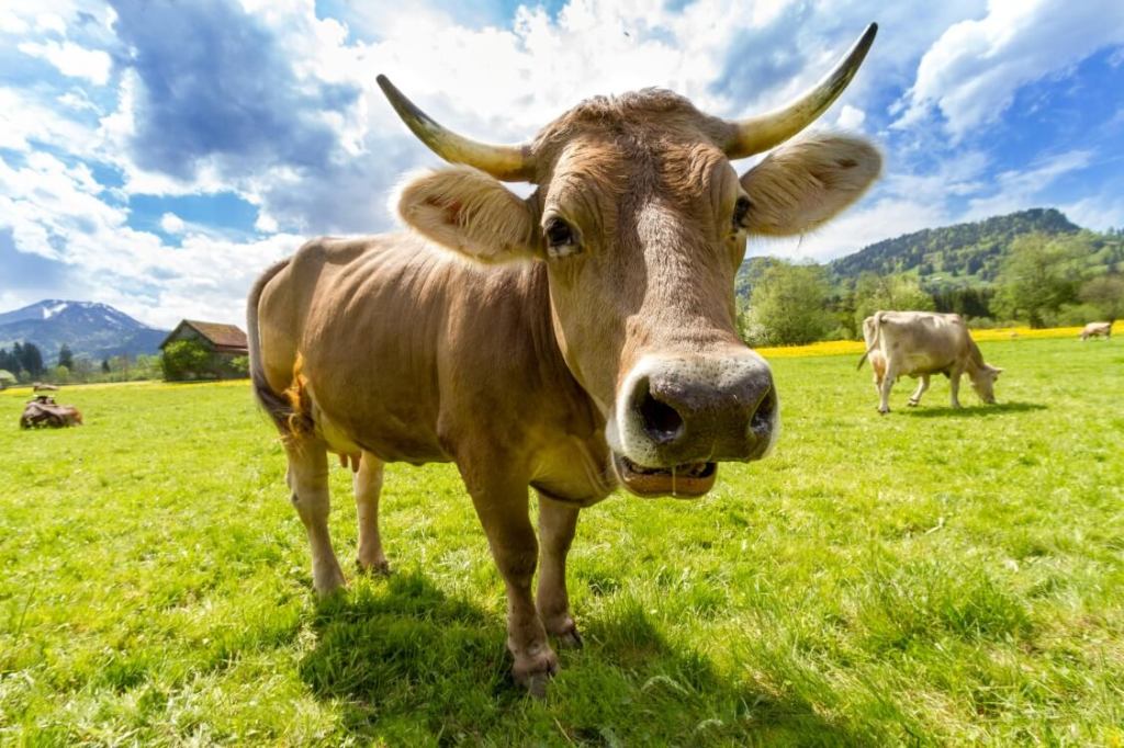A brown cow stands in a grassy pasture looking directly into the camera, with mountains, blue sky, and other grazing cows in the background.
