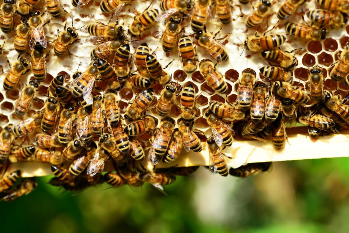 A close-up of many honeybees clustered on a honeycomb frame, with hexagonal cells visible. The bees are working together, some inside the cells and others walking on the surface. The background is blurred green.