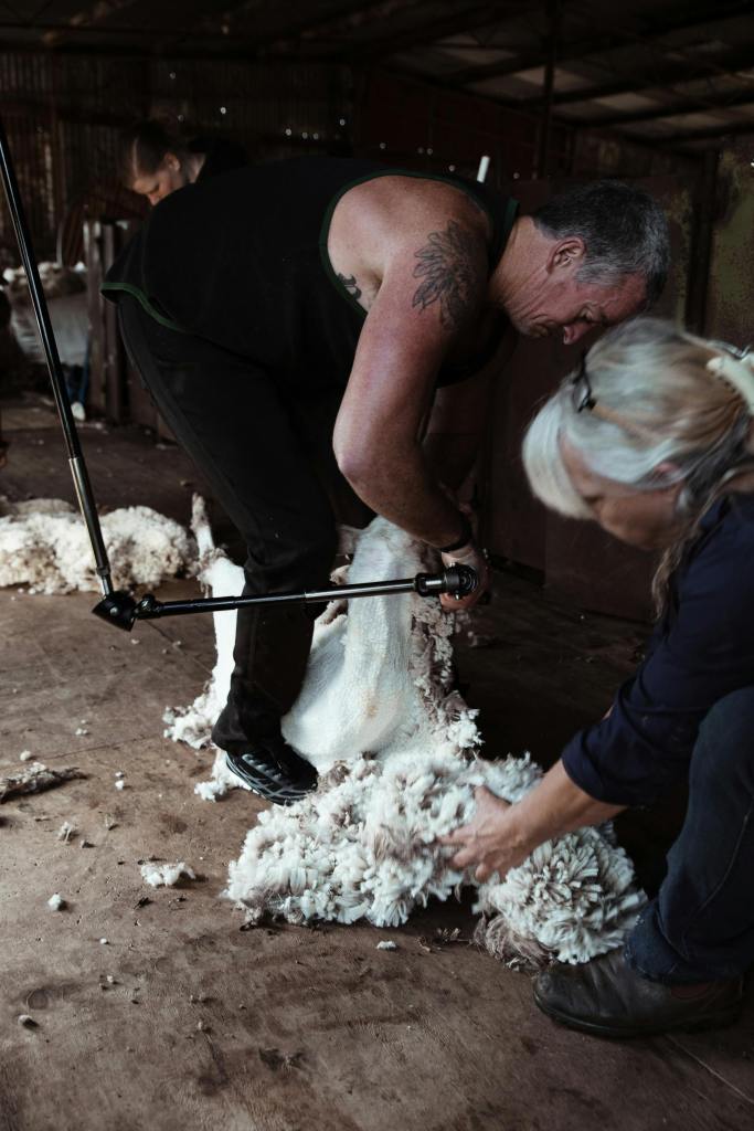 The image depicts a scene of sheep shearing taking place inside a rustic shed. A man is actively using mechanical shears to remove the wool from a sheep. A woman is crouched nearby, gathering the large amounts of shorn wool that have accumulated on the floor.